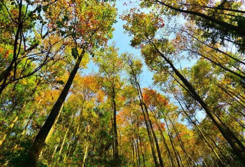 聆听天nature
