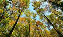 倾听自然的声音