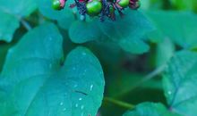 为尘心留一片逍遥