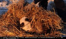 惊心动魄的比赛