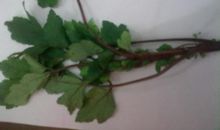 读《树叶的香味》有感