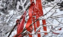 敬畏雪季里的一抹红艳