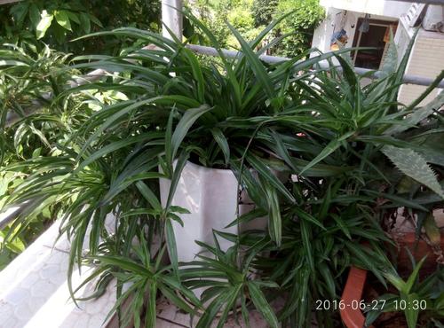 我爱蜘蛛植物