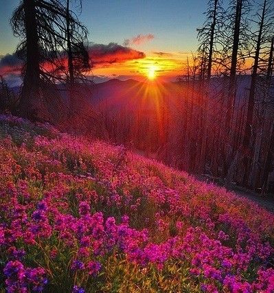 等待花开