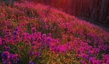 等待花开的时候