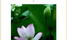 一路成长一路芬芳