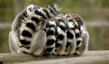 读《花面母灵猫》有感