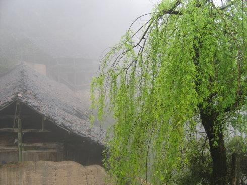 我家门前的柳树