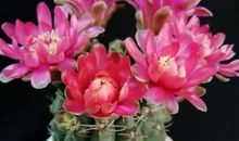 今年我懂得了生命的价值