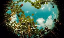 小鸟眼中的世界