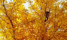 银杏树叶和小鸟