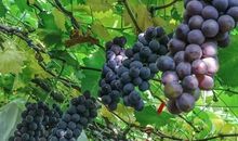 和葡萄在一起的一个下午