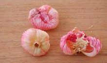 一朵落花的自述