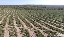 治沙人的中国梦