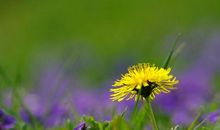 雏菊与蒲公英