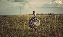 坚忍是一生的财富