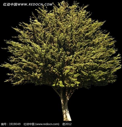 晚上在一棵大树下的故事