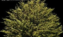 夜晚一棵大树下的故事