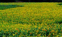 种满向日葵的田野
