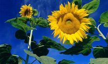 记忆深处的向日葵