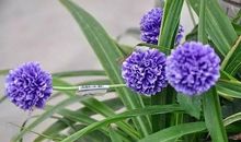 相识是一种缘分作文500字