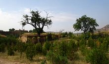 黄土高原的老树