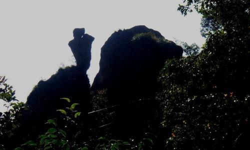 佛子山采茶