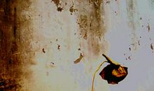 一路风雨，一路残荷香