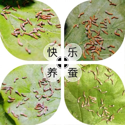 我和小蚕一起长大