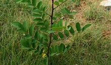 我是一棵小树苗