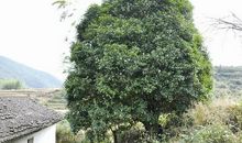 心中住着一棵桂花树