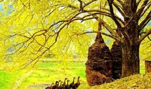 邂逅秋天的美丽