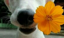 我想要一只小狗