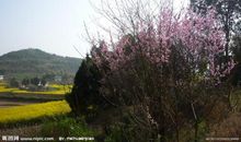 乡村的春天