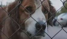 我变成了一条狗