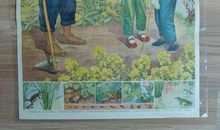 保护青蛙的小明