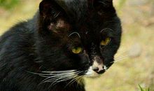 那声刺耳的问候