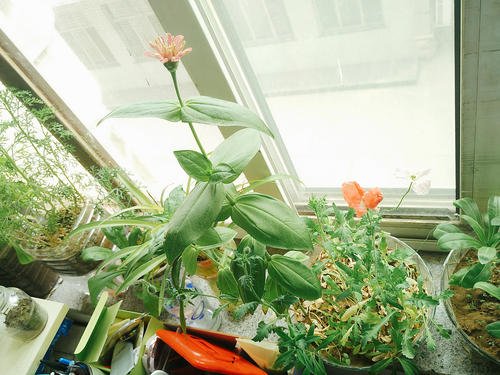 窗台上的植物