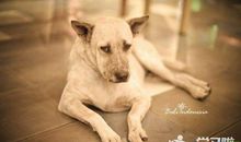 动物给人类的建议书