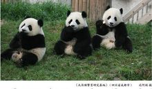 熊猫天地
