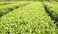 给成长留些空隙