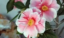 火门山茶场参观记