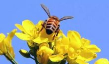 教室里飞进来的蜜蜂