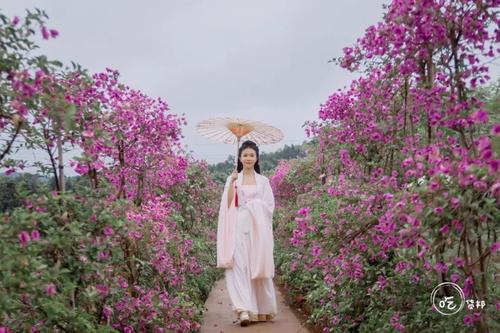 请安静地绽放