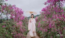 请你静静地盛开