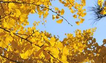 我是一颗银杏树