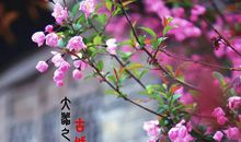 行走在最美的人间四月天里