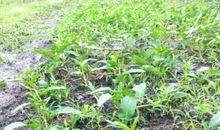 我爱家乡的菜园