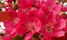 记忆深处的火海棠