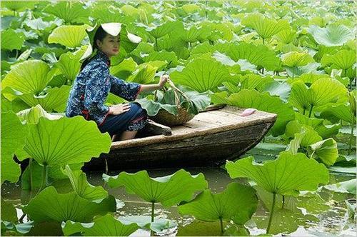 莲花采摘